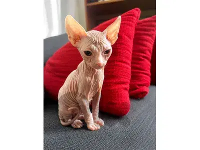 Sphynx