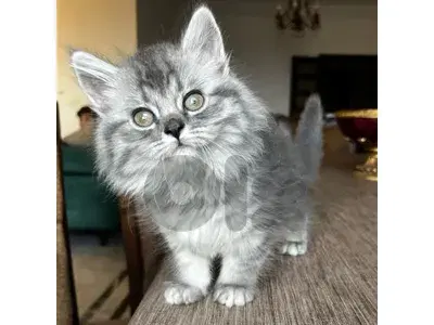 persian  kittens