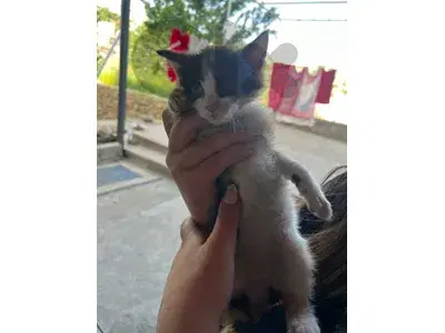 4 kittens for adoption