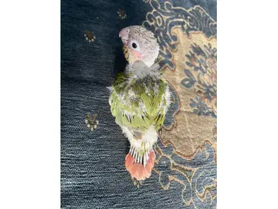 pineapple conure كنيور