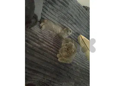 male and female for sale