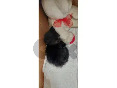 kitten for adoption