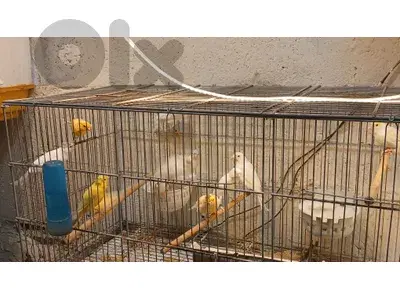 برج حمود