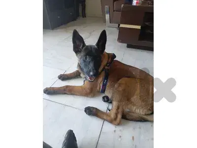 malinois