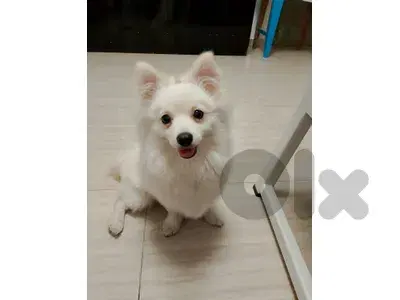 Pomeranian for sale