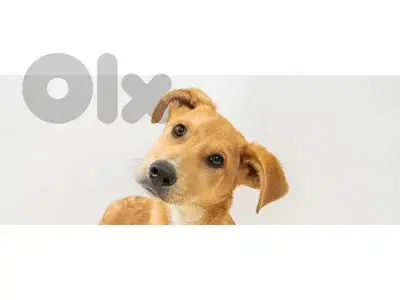 ابحث عن كلب للتبني