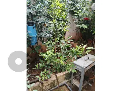 اشجار مثمرة