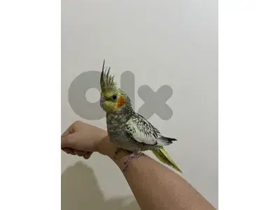 كروان ايزابيل سوبررر ترويض