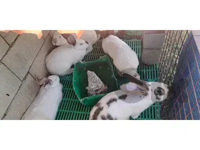 rabbit أرانب