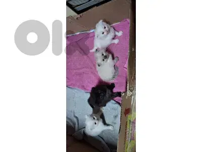 scotsh fold kittens