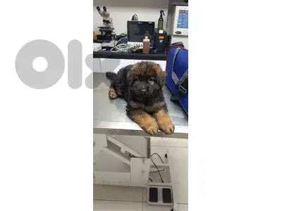 GSD Big paws for sale