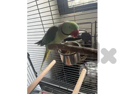 indian ring neck