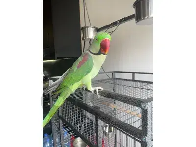 indian ring neck