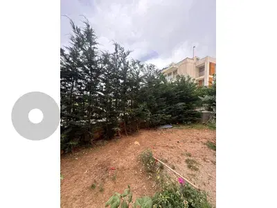 عرض ساخن 41 🔥  شجرة ليلاند للبيع – 3 متر 🌳 مع العديد من النباتات والزهور 🌸�