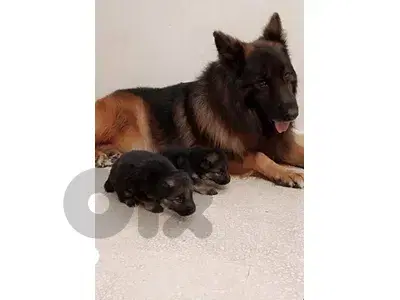German shepherd gsd