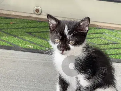 9 kittens for adoption