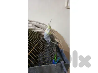 كروان ذكر نص مروض للبيع بدون قفص