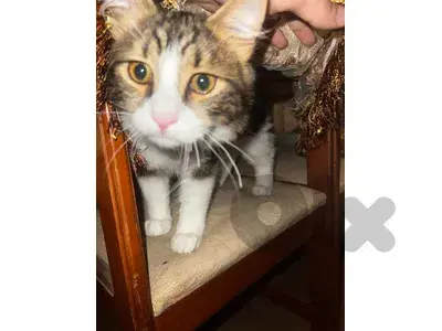 Maine coon x serbian