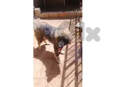 انتاي عمر ٦ شهور
