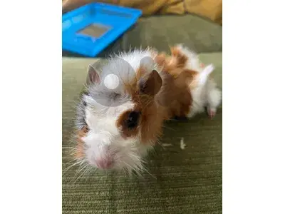 GUINEA PIG FOR SALE ⚠️📌 GUINEA PIG FOR SALE ⚠️📌