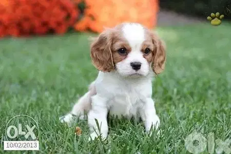 Cavalier King Charles Puppies AVAILABLE in store/ delivery/ dog كلاب