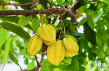 شجر ستارفروت/ كارامبولا إسباني Carambolla starfruit trees