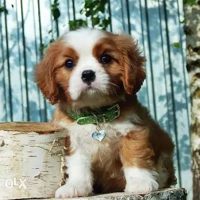 < Cavalier King Charles Spaniel