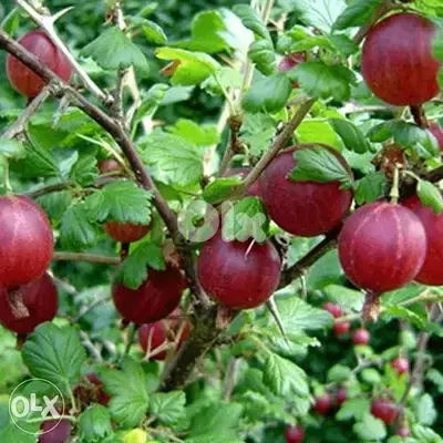 Italian Gooseberry rossa 40,000 LL