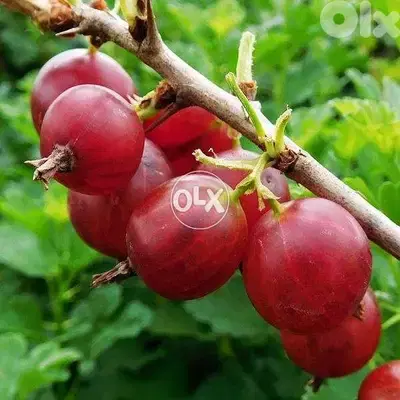 Gooseberry from Italy red/ green