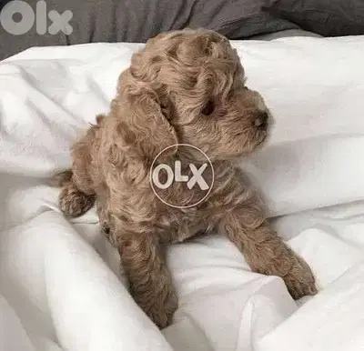 Little Poodle Cute Small Toy dog كلاب