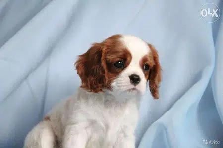 Cavalier- King Charles Spaniel Sweet Puppies
