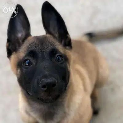 Belgian Malinois Puppy Black Mask