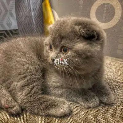 Scottish Fold Kitten Blue or Grey CUTEE