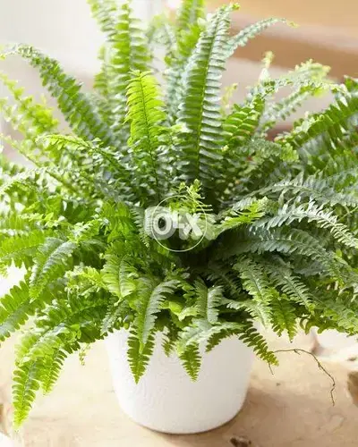 Boston fern