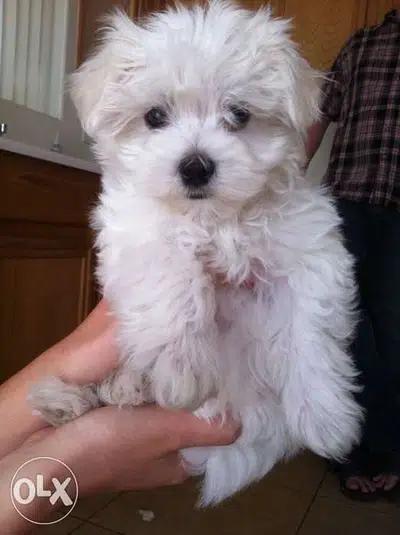 Bichon Maltesee MINIATURE bearr