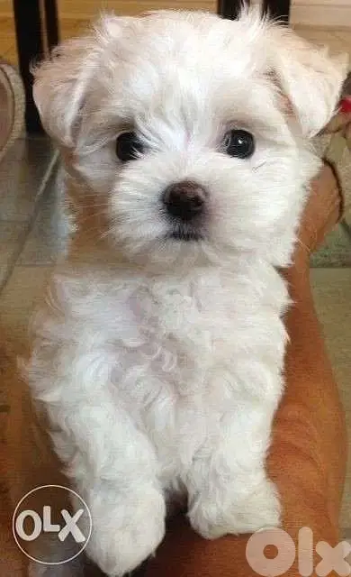 Bichon puppies in store