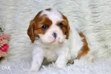 Little Cavalier King Charles Puppies in Store/ dog كلاب