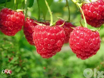 Raspberry plants شتول راسبيري