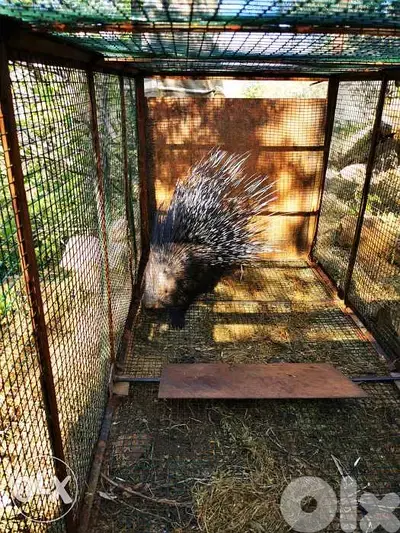 Animal cage