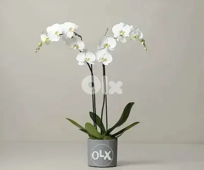 Orchid flower زهور الأوركيد best price in lebanon (Double LONG stem)