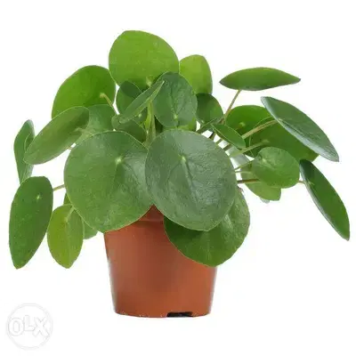pilea chinese money plant