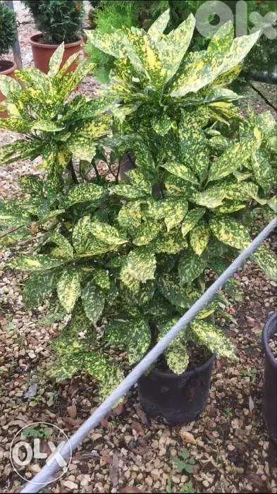 Aucuba japonica great plant