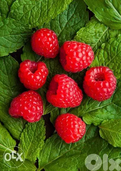 Italian raspberry plants شتول راسبيري إيطالي
