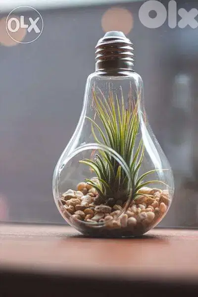 Air plant terrarium