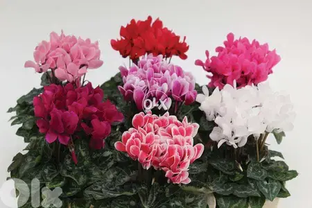 Cyclamen flowering plant