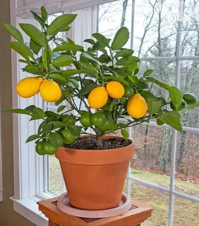 Italian Dwarf lemon الحامض القزمي الإيطالي