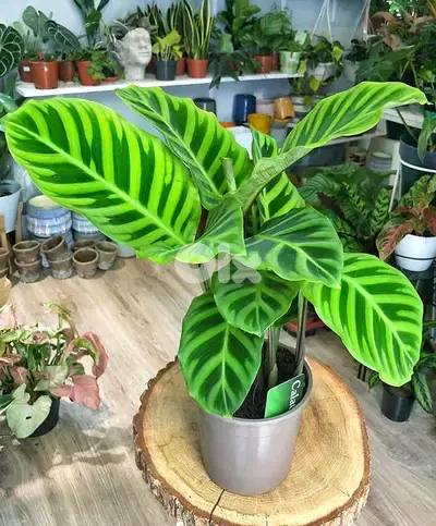 Calathea Zebrina