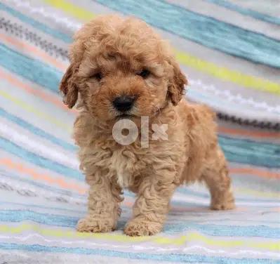 Cavapoo Gold imported Super cute
