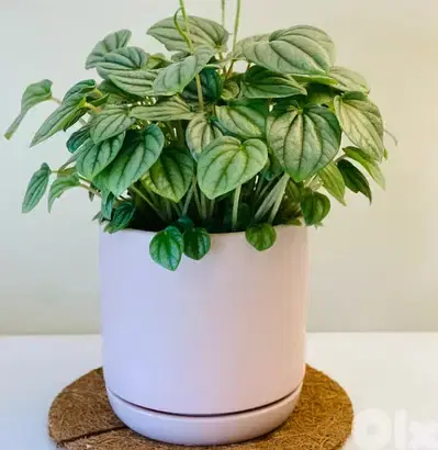 Pilea watermelon Moonlight