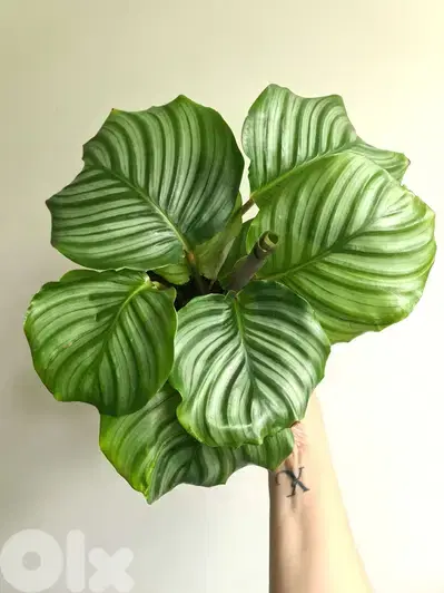 Calathea Bolivia